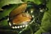 japanese beetle